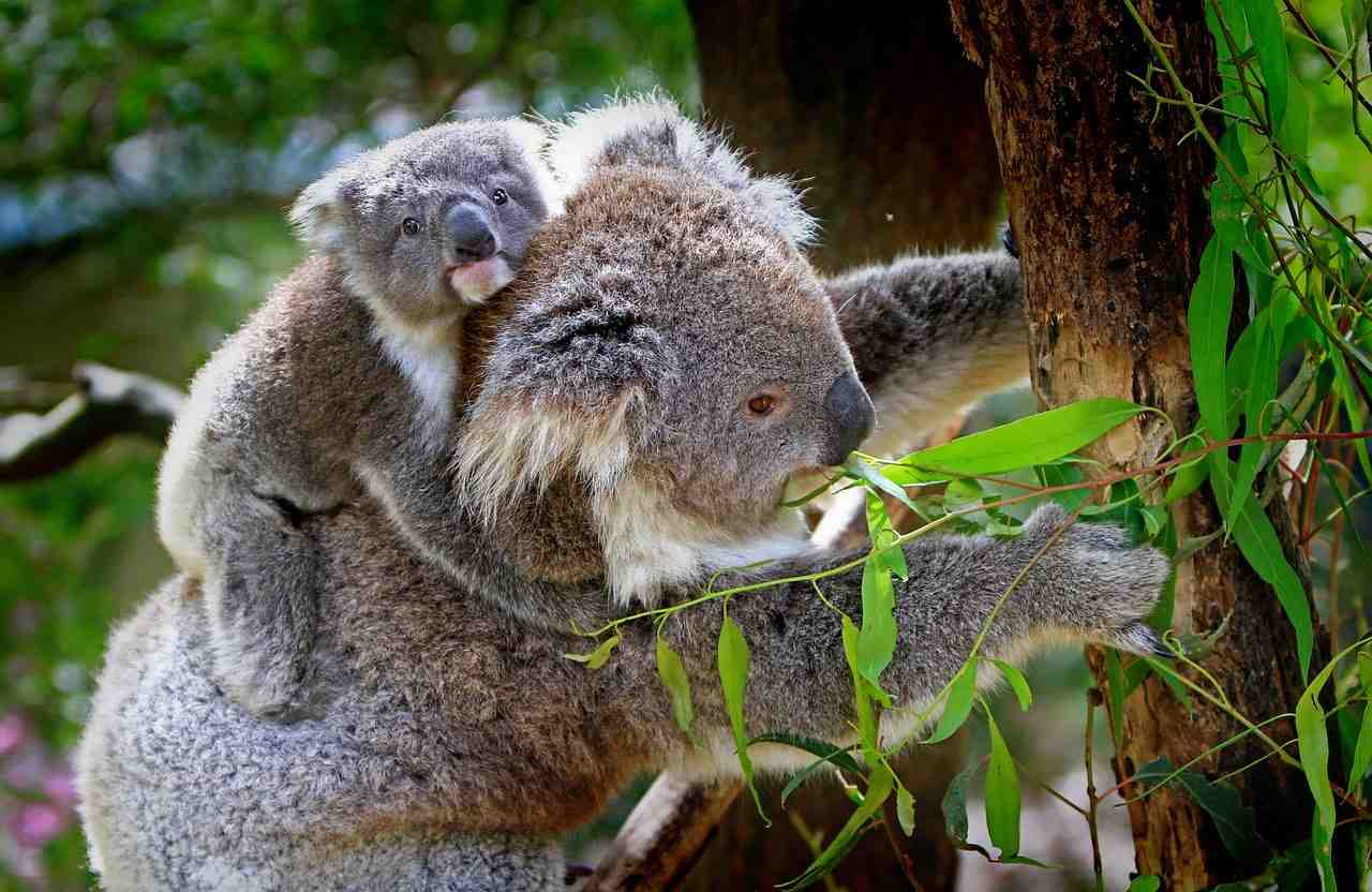 koala, animaux, mammifères